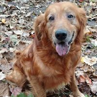 Almost Heaven Golden Retriever Rescue